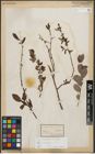 Foto von Salix starkeana Willd.